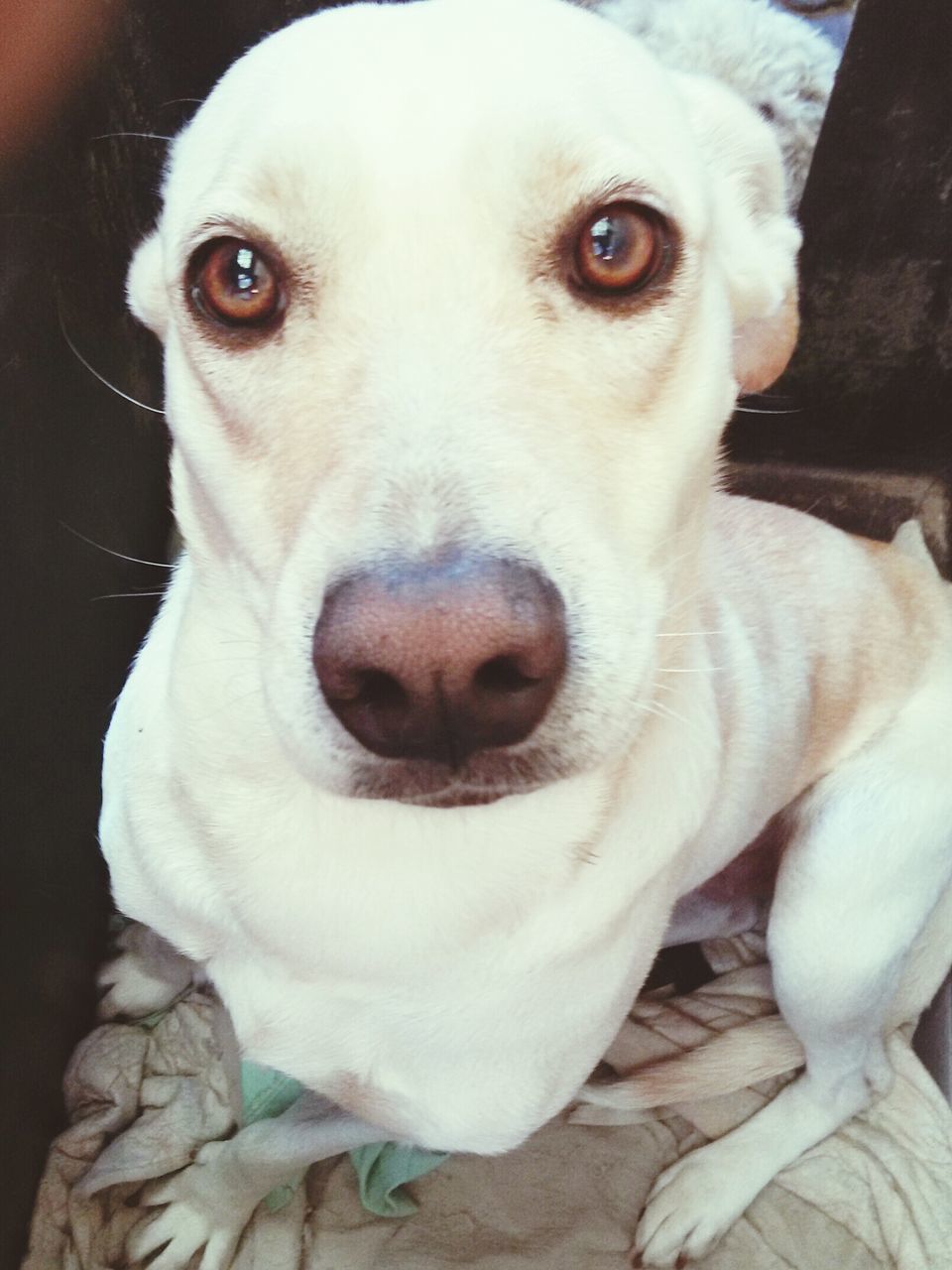 dog, pets, domestic animals, animal themes, one animal, mammal, indoors, portrait, looking at camera, close-up, animal head, home interior, relaxation, high angle view, white color, puppy, no people, animal body part, cute, sitting