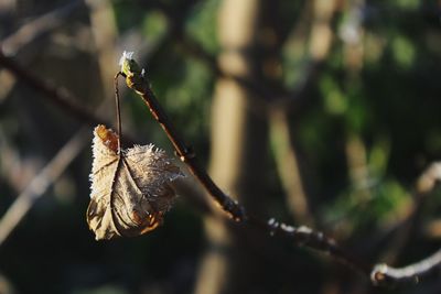 Close-up of twigs