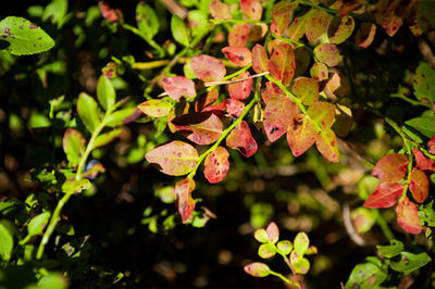 plant