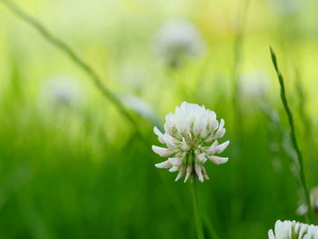 Close-up of white flowers