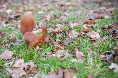 Squirrel on field