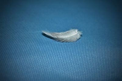 Close-up of feather against blue sky