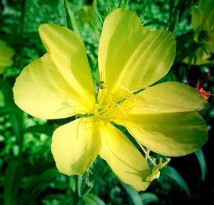 Close-up of yellow flower