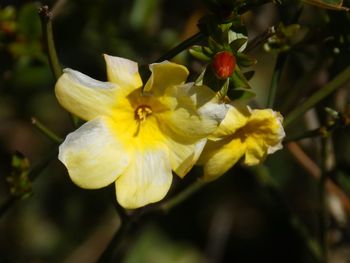 Close-up of yellow flowers