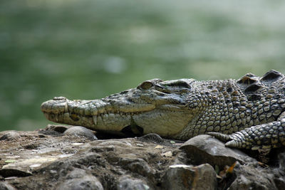 Close-up of lizard on rock