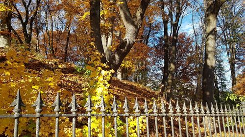 Trees growing by fence during autumn