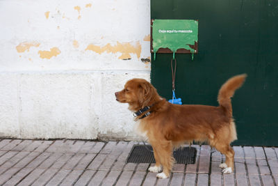 Dog looking away while standing on wall