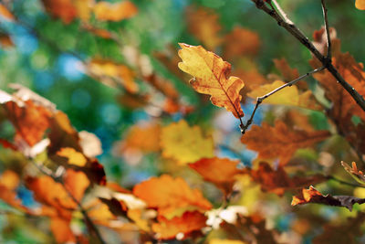 Close-up of maple leaves on branch