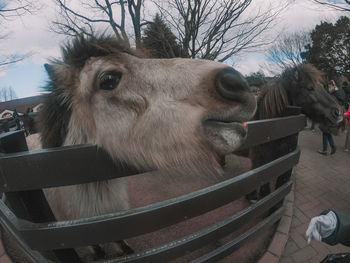 Close-up of a horse