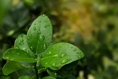 Fresh kaffir lime leaf on tree.