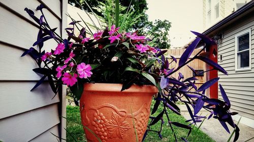 Potted plant on wall