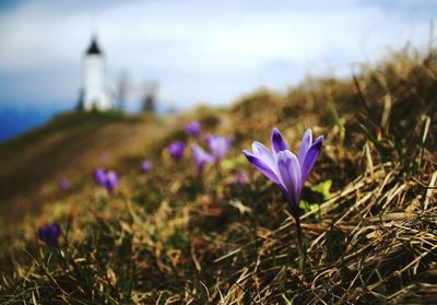 Close-up of purple flowers blooming in field