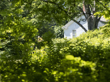 Low angle view of trees and plants against building