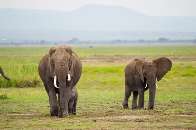 Elephant walking in a field