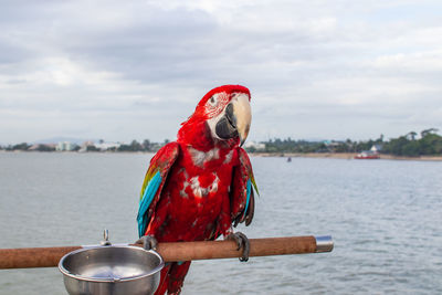 Bird perching on a boat