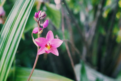 Close-up of pink flowering plant