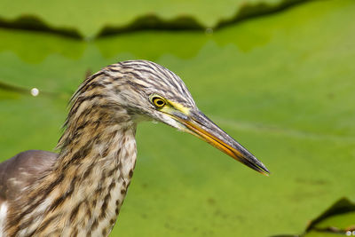 Close-up of a bird