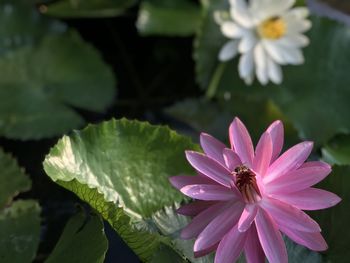 Close-up of insect on purple flower