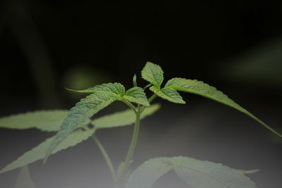 Close-up of green leaves on plant