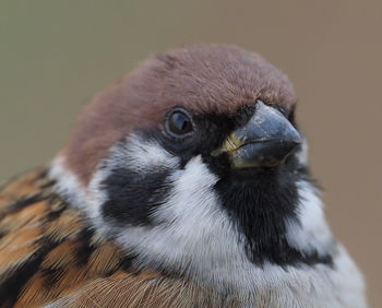 Close-up portrait of owl