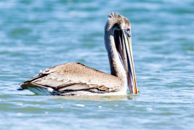 Close-up of duck swimming in lake