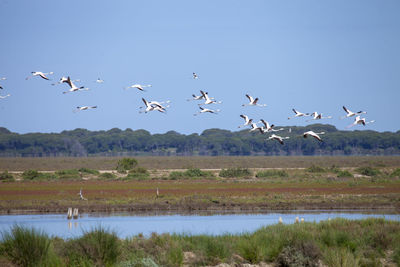 Flock of birds flying in the sky