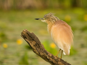 Close-up of bird perching on branch