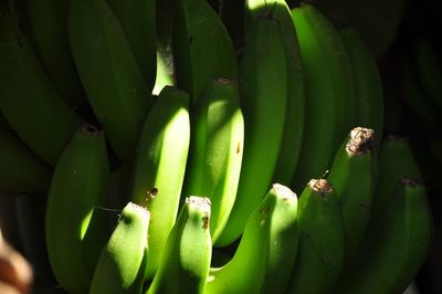 High angle view of fresh green leaf