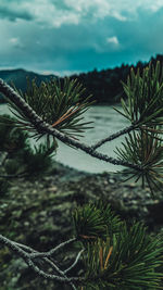 Close-up of pine tree against sky