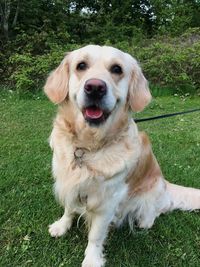 Portrait of dog sitting on field