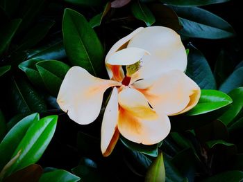 Close-up of frangipani blooming outdoors
