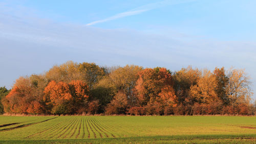 Trees on field against sky