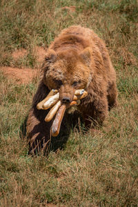 Brown bear walking with mouthful of baguettes