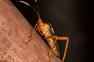 Close-up of insect