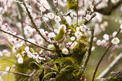 Close-up of cherry blossom tree