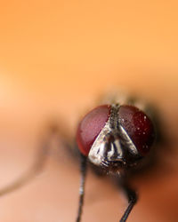 Macro shot of a little fly on blurred background