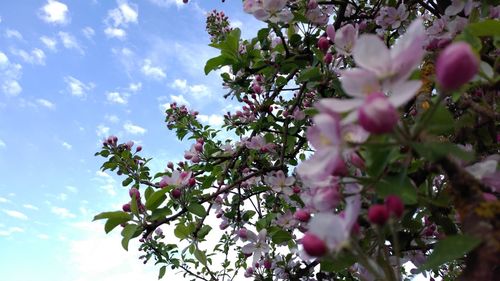 Low angle view of pink cherry blossoms in spring