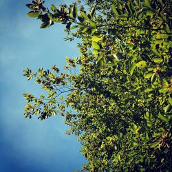 Low angle view of tree against blue sky