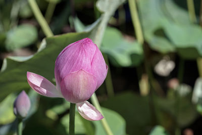 Close-up of pink water lily