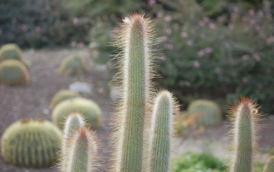 Close-up of succulent plant on field