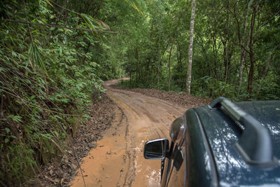 Dirt road in forest