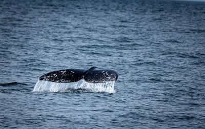 Whale tail fluke above water 