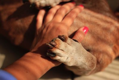 Cropped hand of woman touching dog