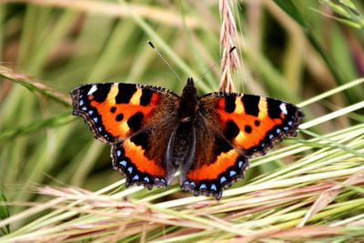 Close-up of butterfly on flower