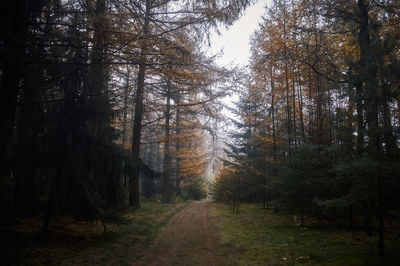 Trees in forest against sky