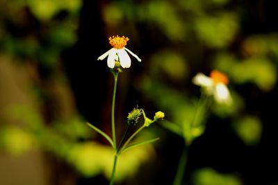 Close-up of yellow flowering plant