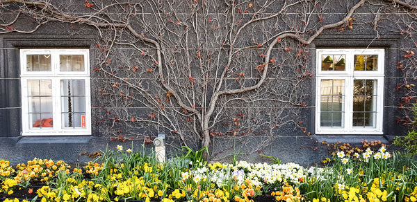 Yellow flowers blooming on house