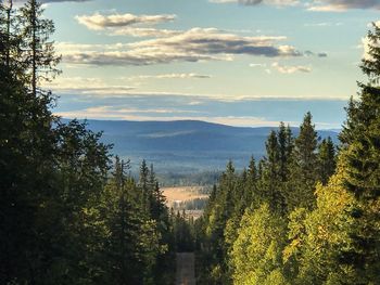 Scenic view of forest against sky