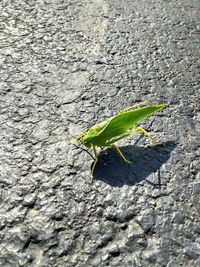 Close-up of insect on leaf