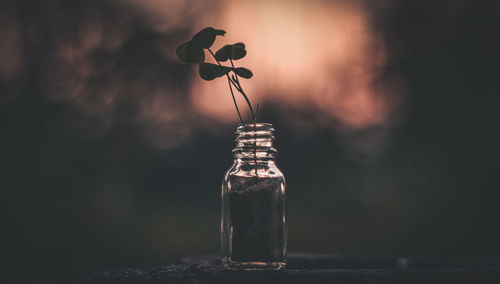 Close-up of plant in glass jar against black background